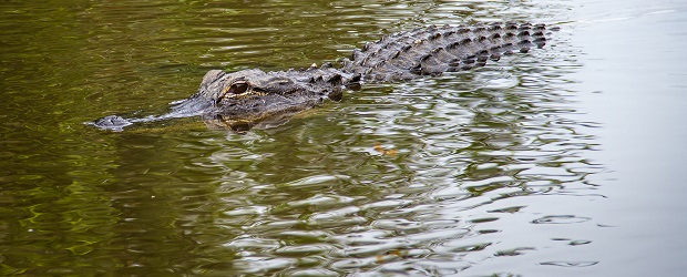 crocodile parc des everglades
